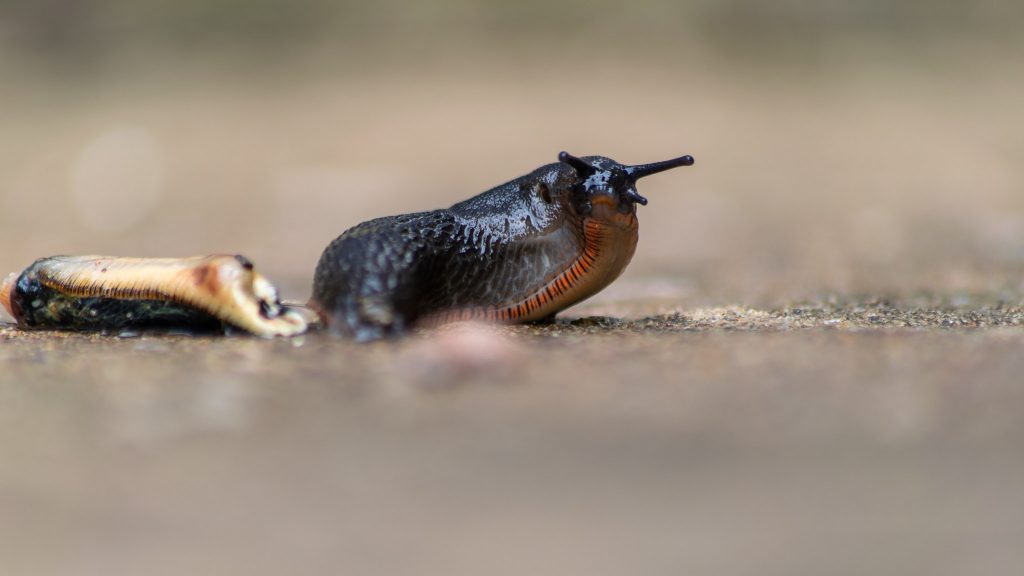 A Black Slug