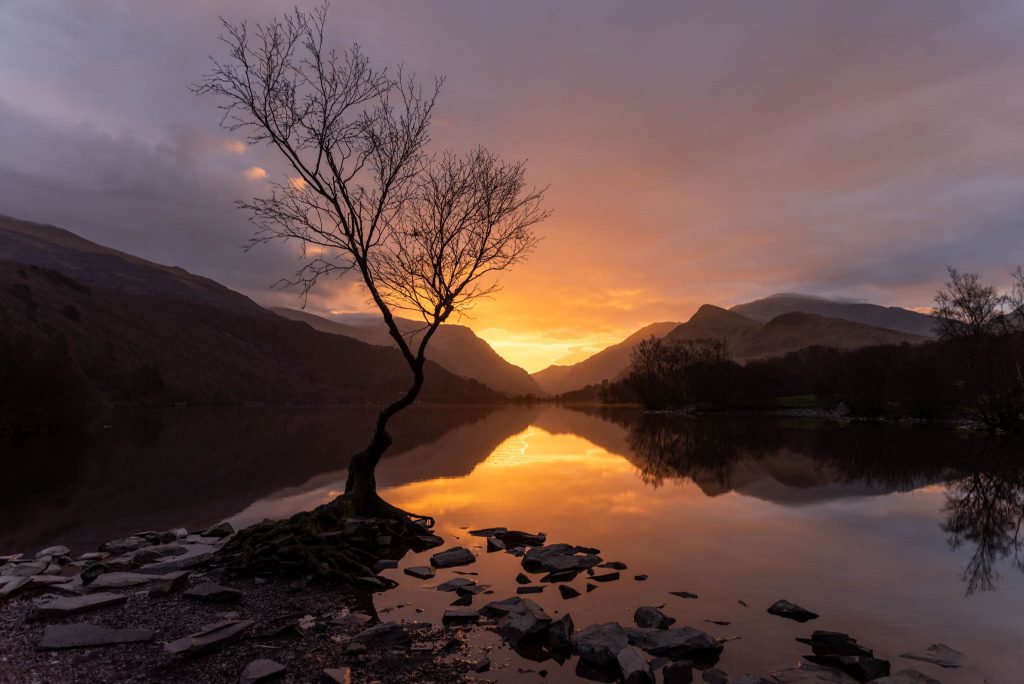 Lonely Tree