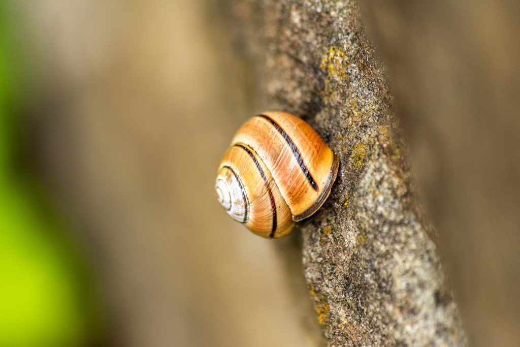 snail