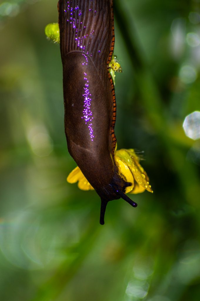 Slug