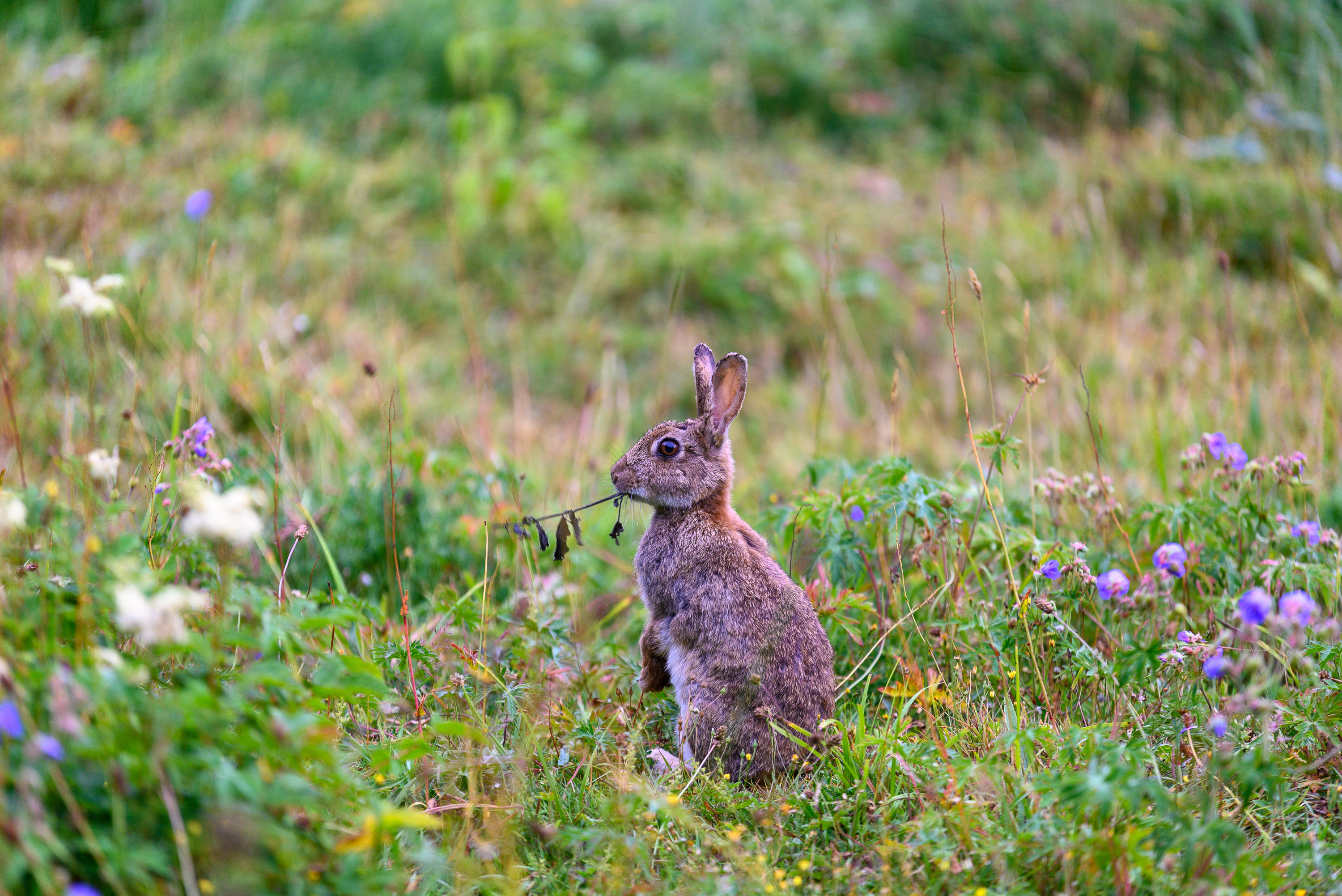 rabbit eating grass