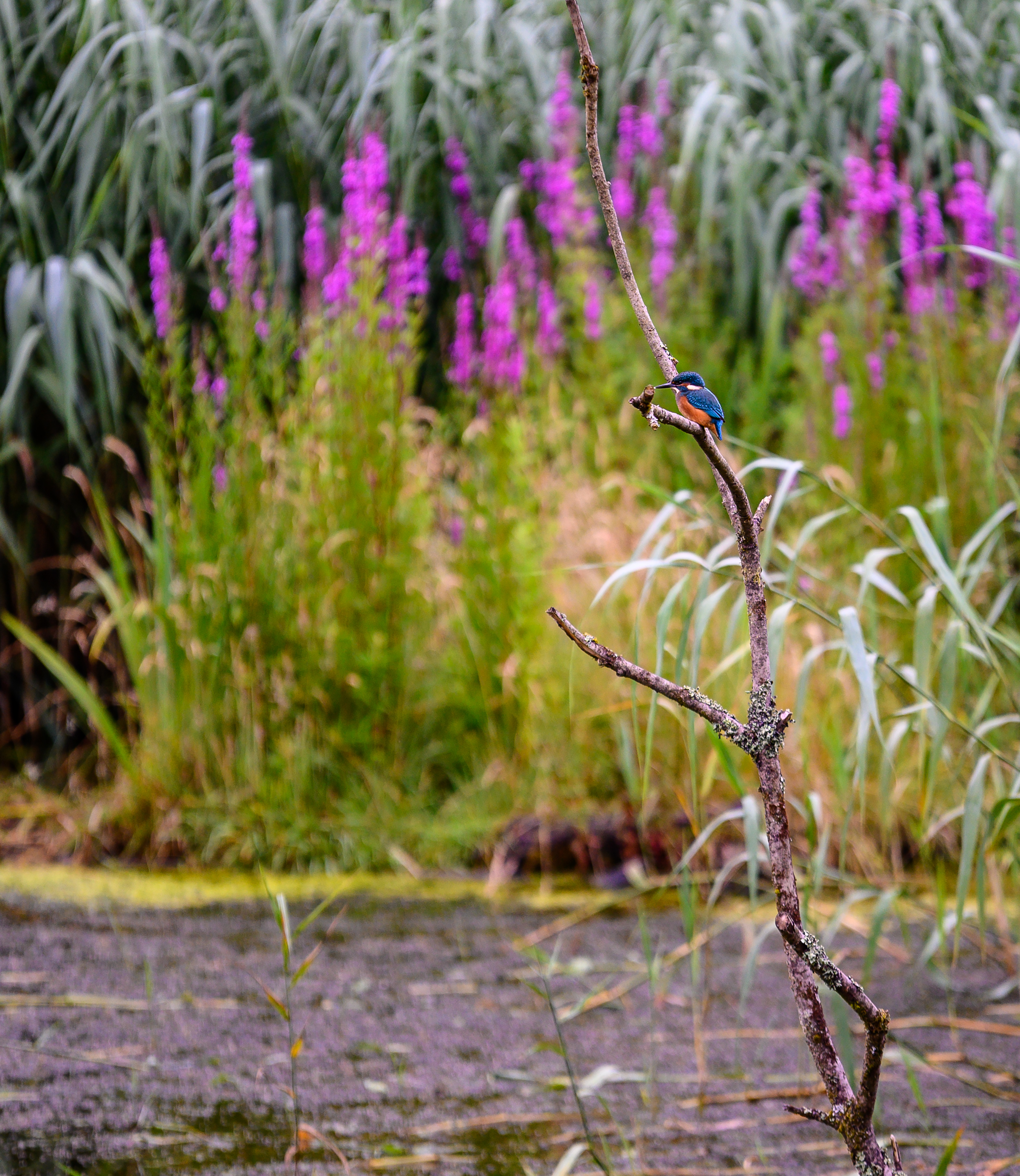 kingfisher