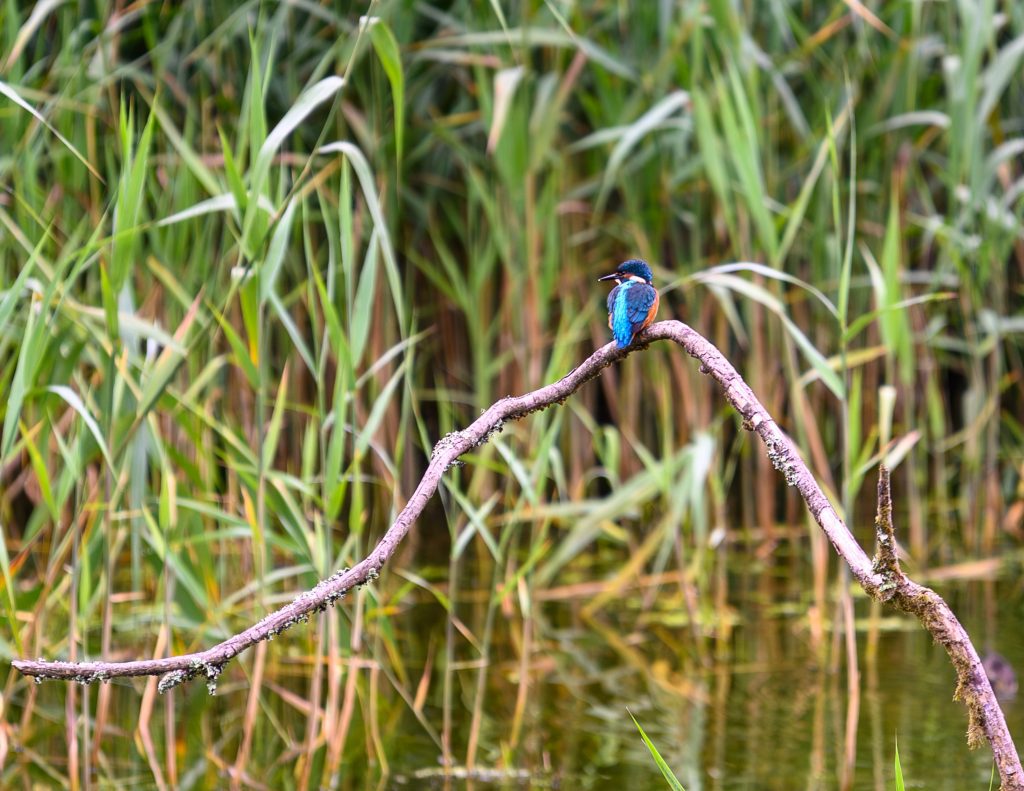 kingfisher