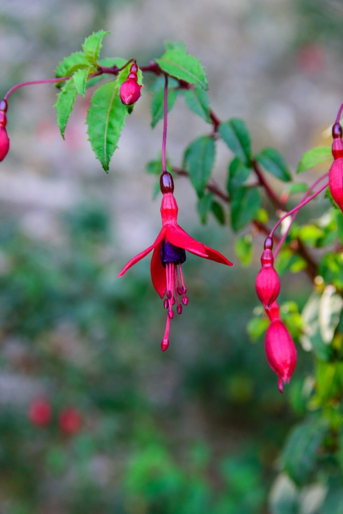 Fuscia