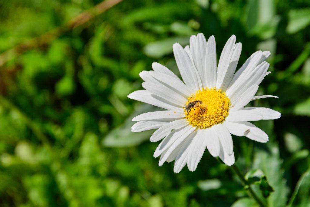 Daisy