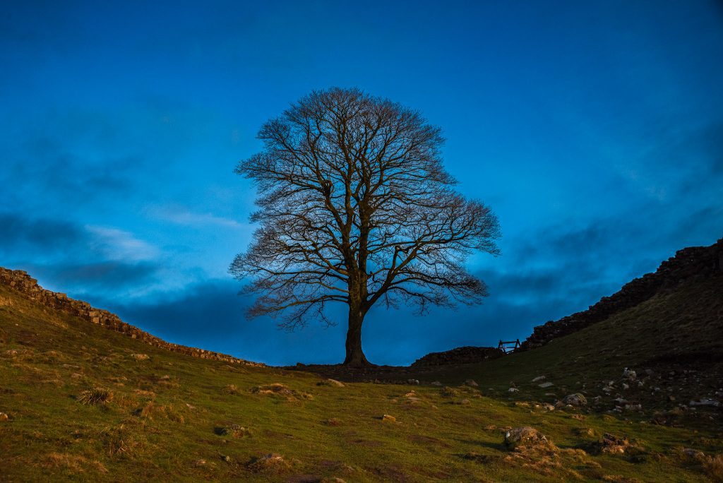Sycamore Gap