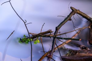 green shoots in a flood