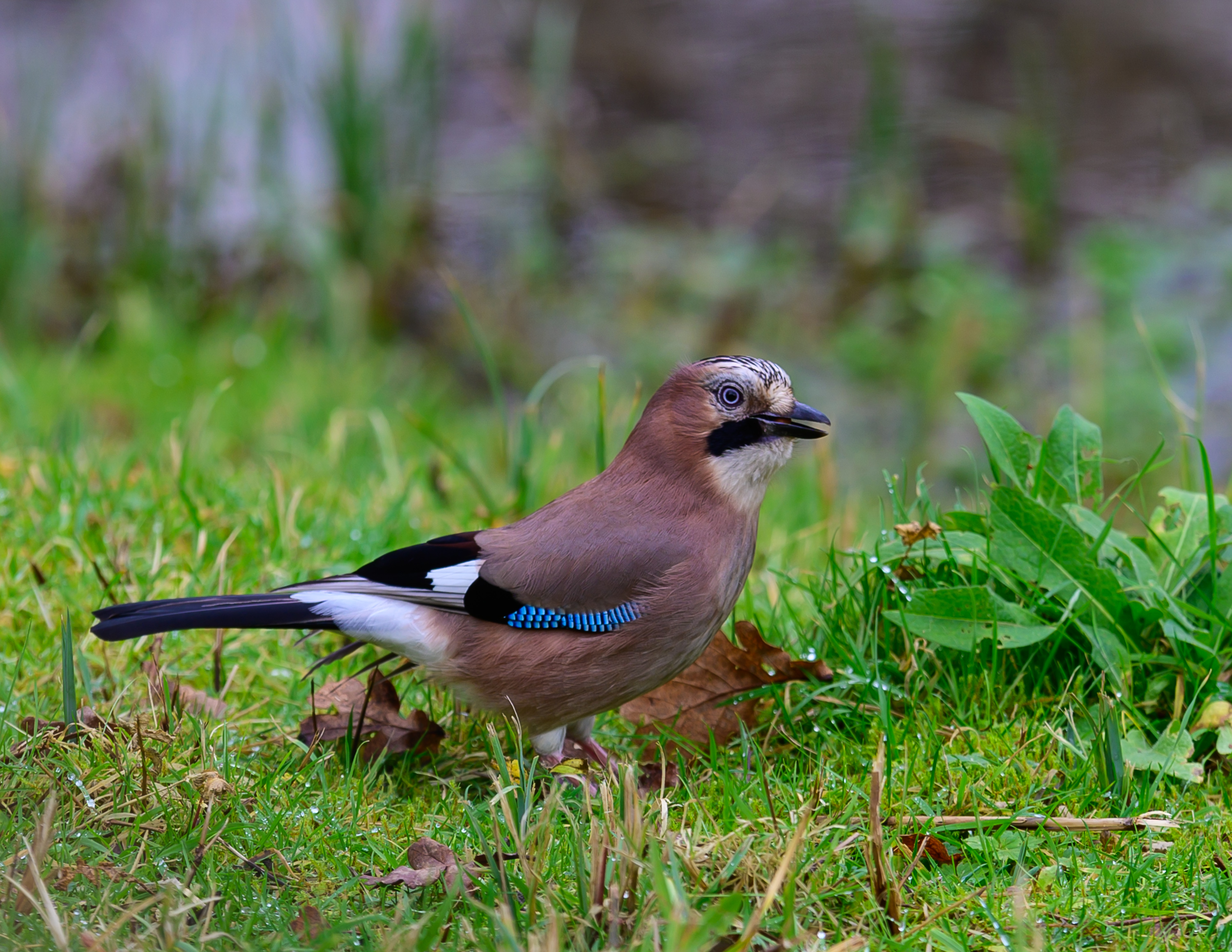 a jay