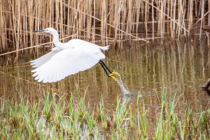 egret flying