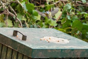 blue tit flying