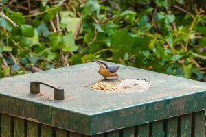 Nuthatch