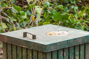 great tit