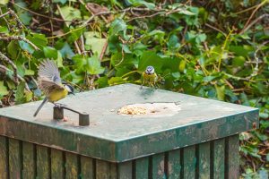 great tit and a blue tit