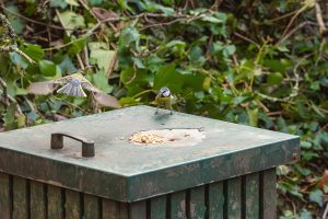great tit, blue tit