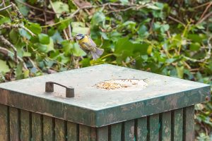 blue tit