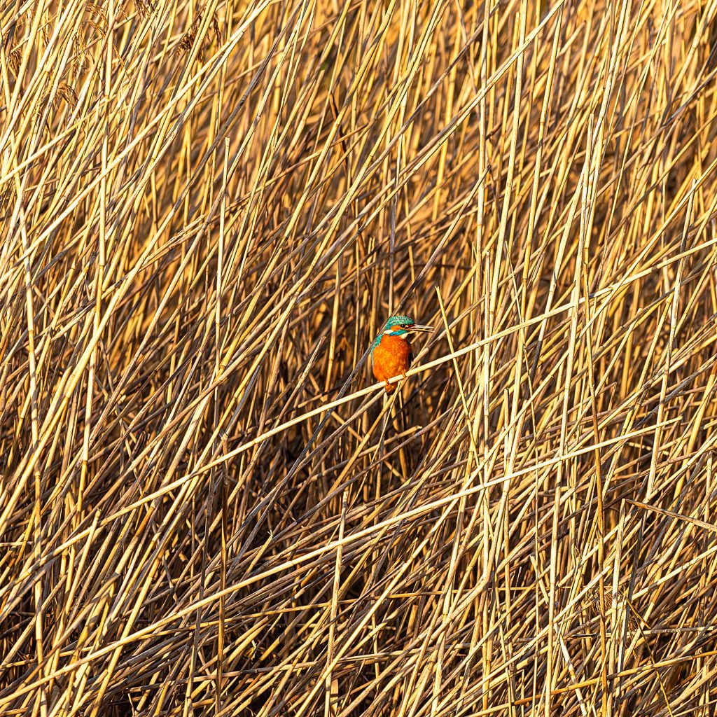 kingfisher perched in the reeds