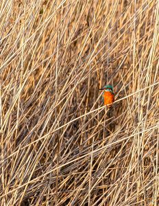 kingfisher perched in reeds