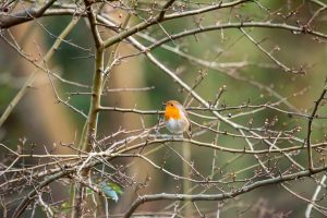 robin in a tree