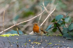 robin on a tree stump