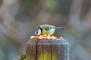 blue tit with nuts