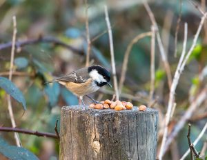 small bird with nuts