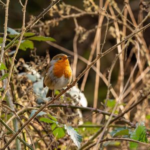 robin
