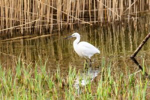 egret