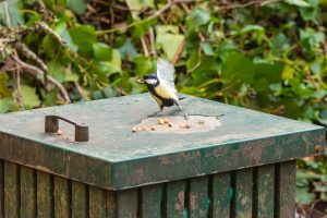 great tit