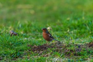 chaffinch