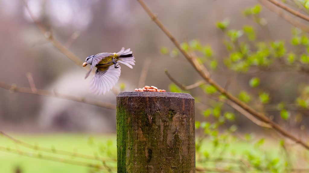 blue tit