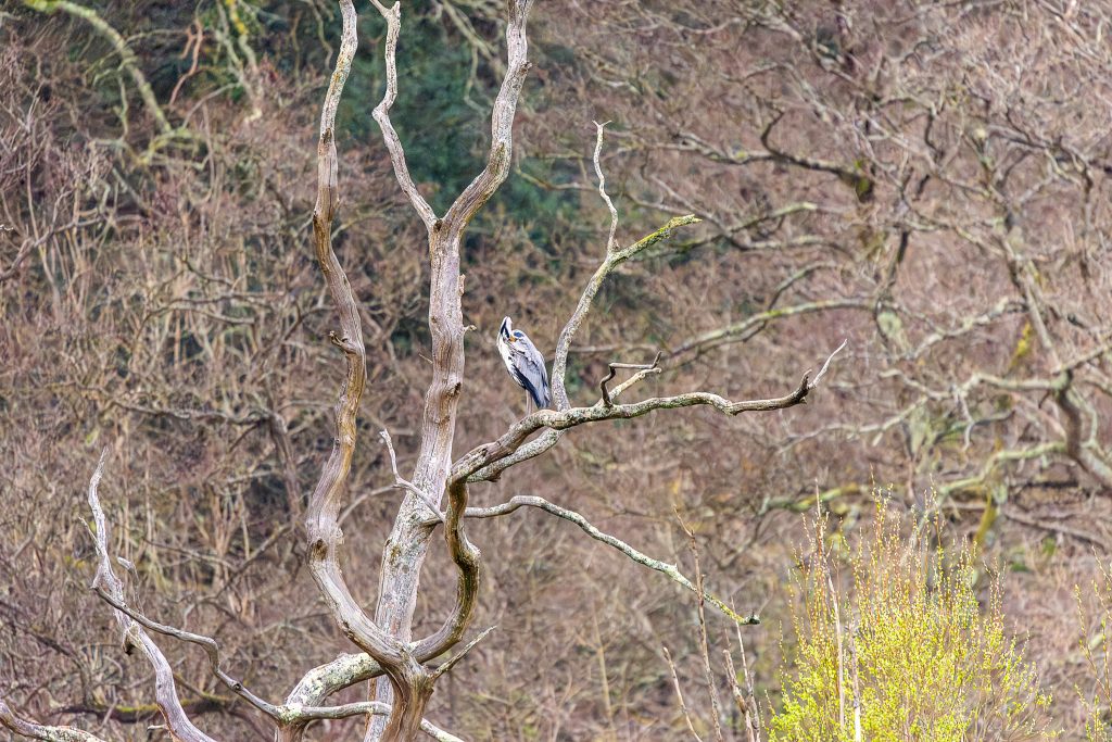 heron tree with a lone heron.