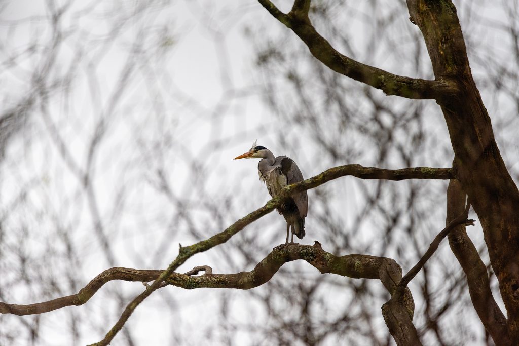 heron in a tree
