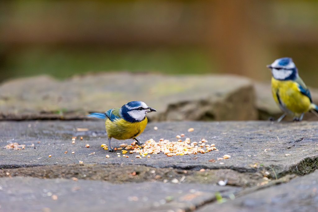 blue tit