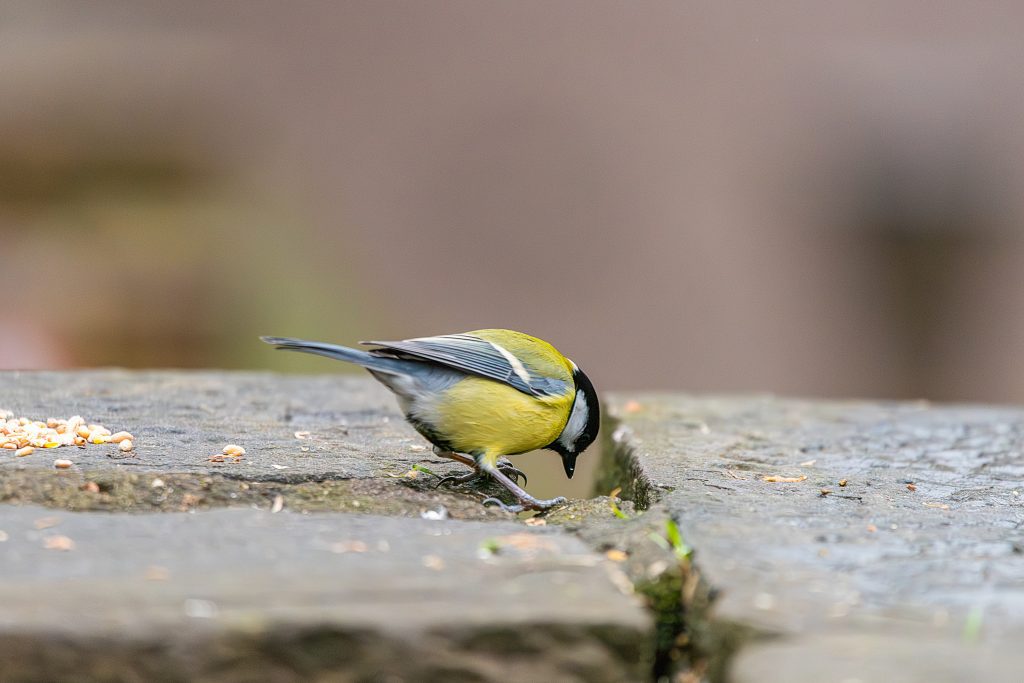 great tit inspecting seed