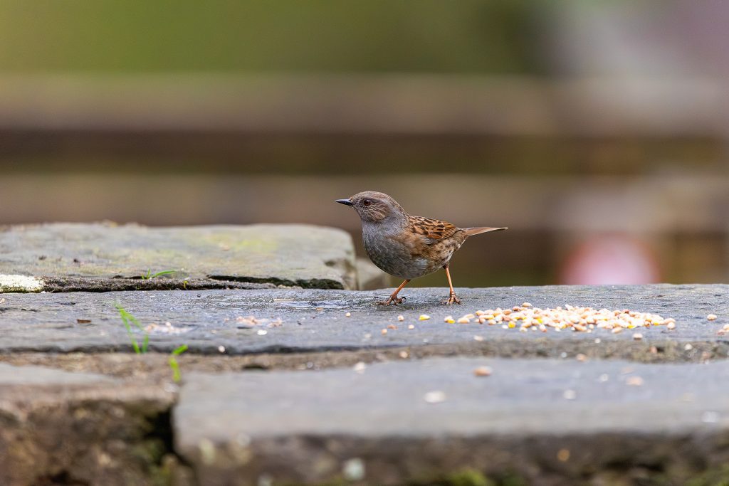 dunnock