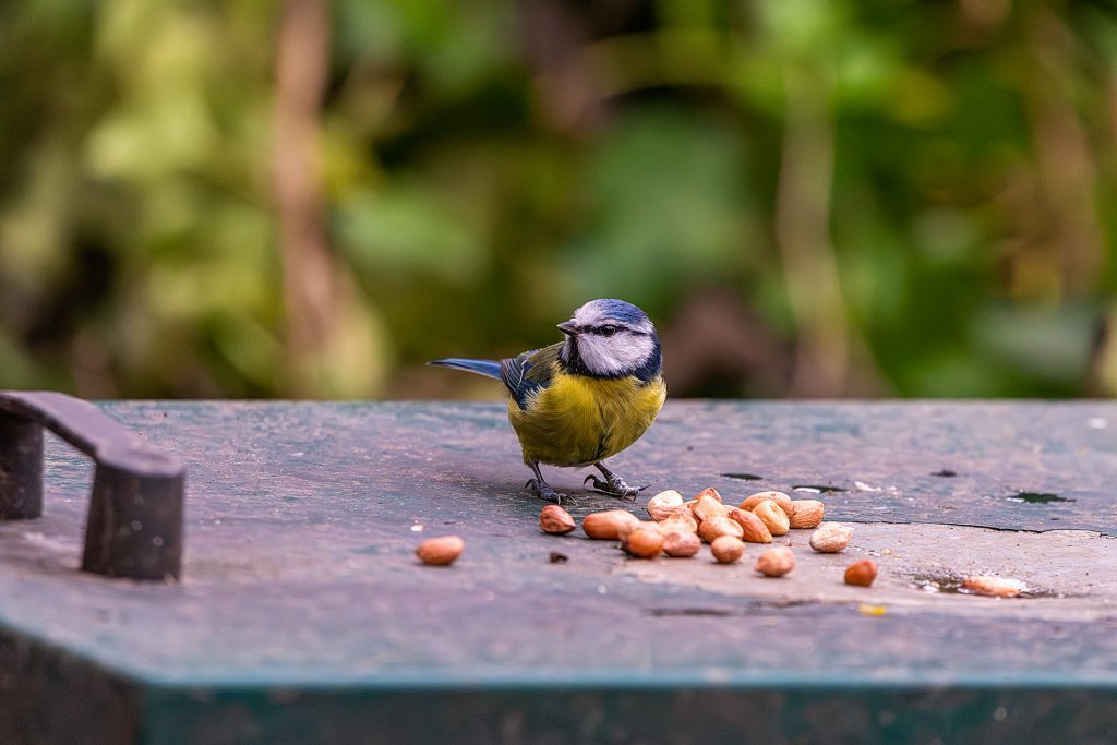 blue tit