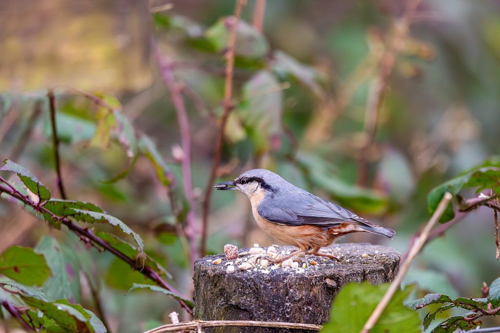 nuthatch