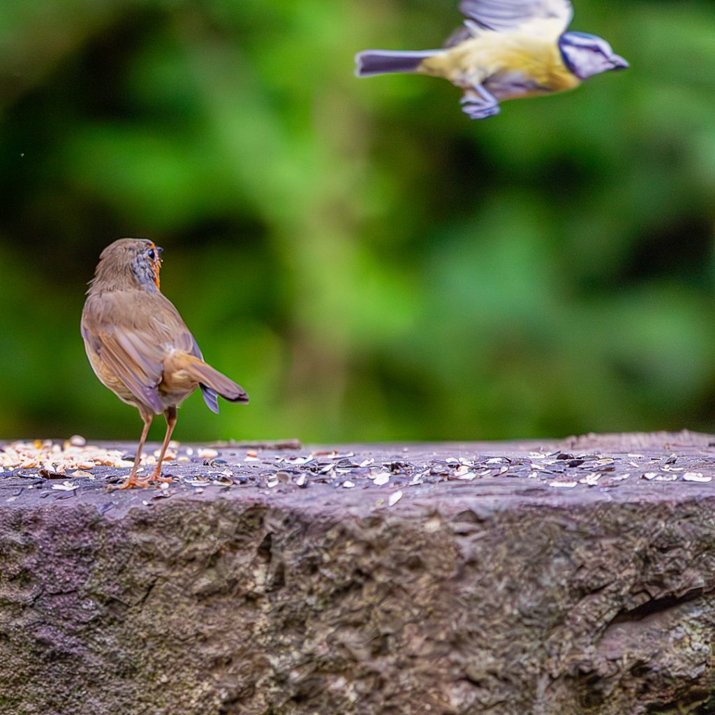 robin watching a bluebird flypast