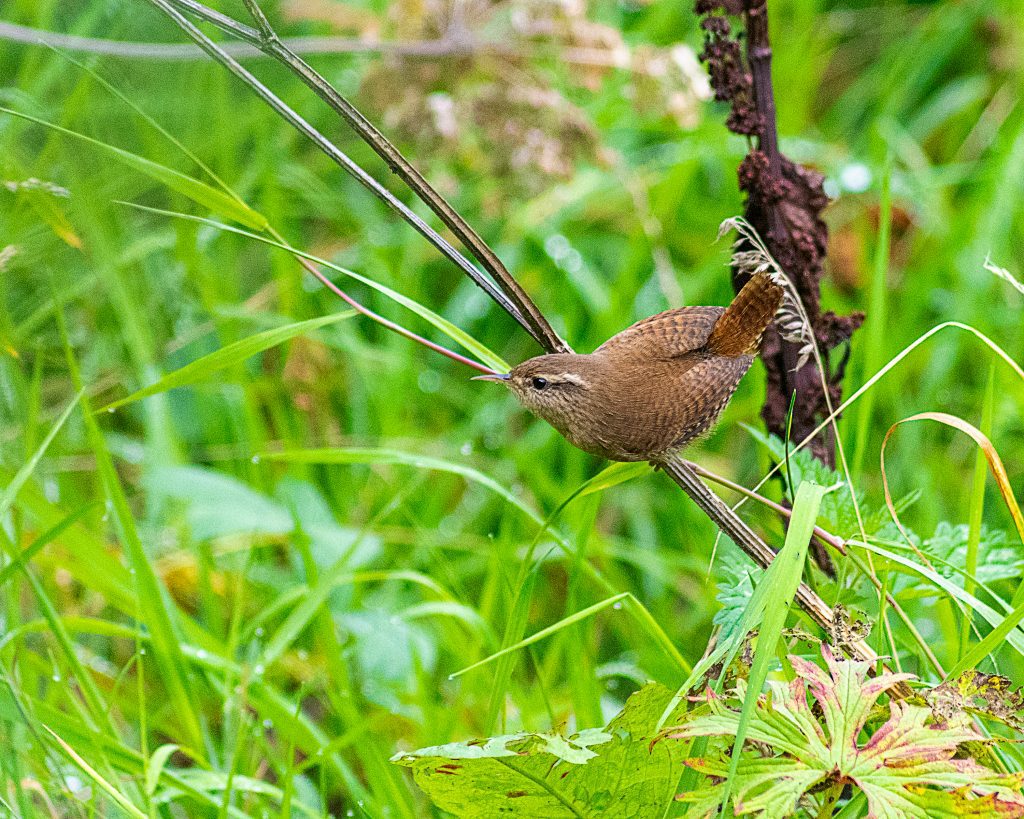 wren on a twig