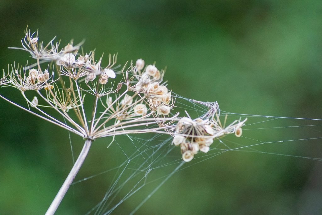 spidersweb entwined in hogweed
