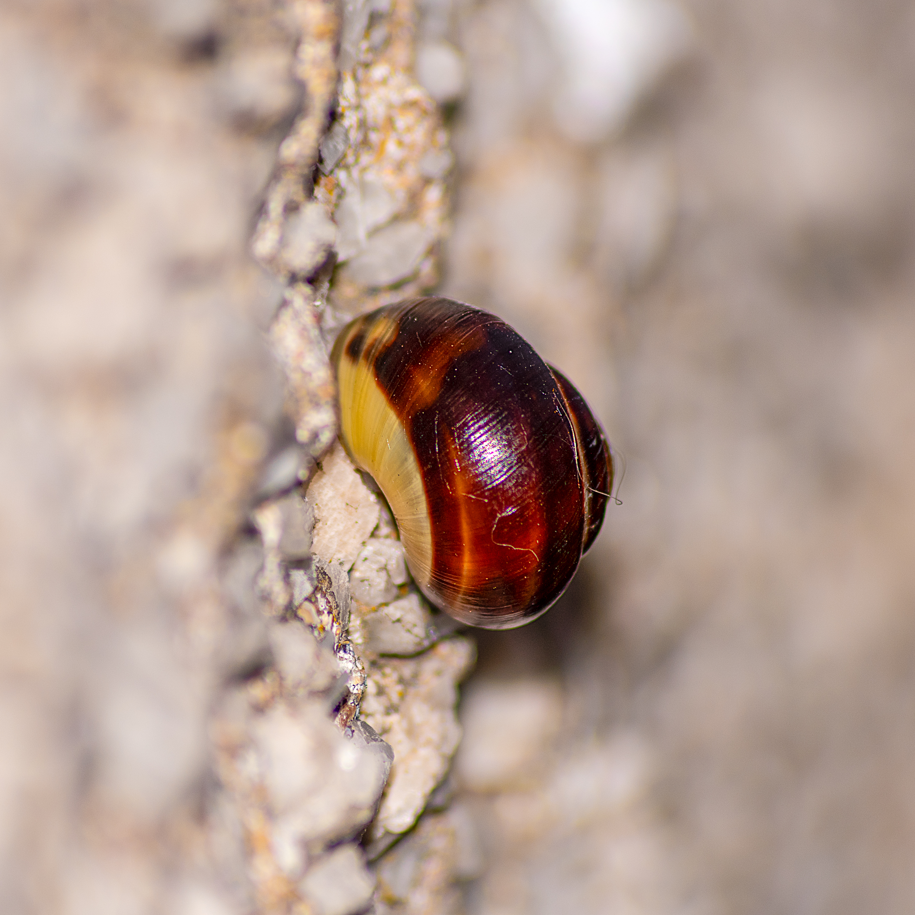 snail tucked up in it's shell