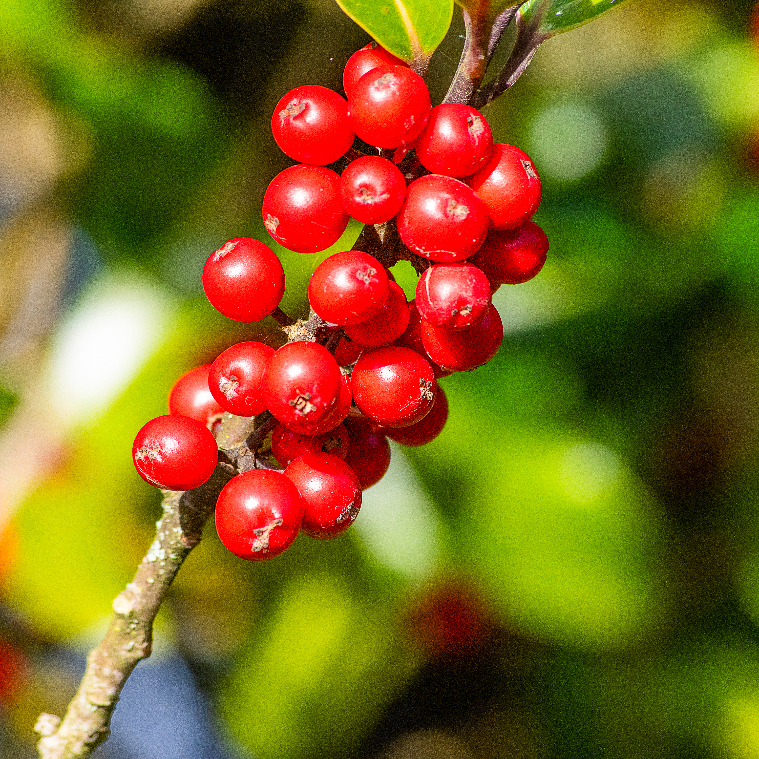 holly berries