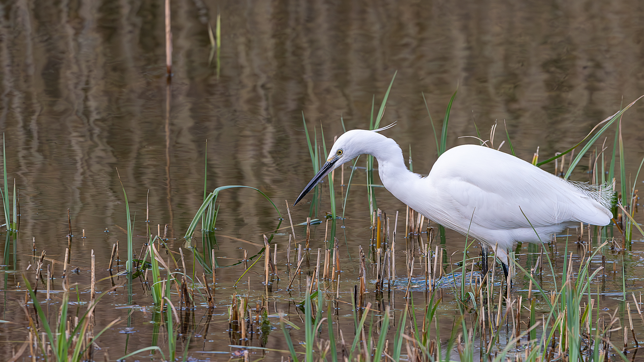 A sharp wildlife photograph of a pure white little egret wading through a shallow wetland pond, leaning forward to hunt among green reeds and cut marsh grass with its long black beak.
