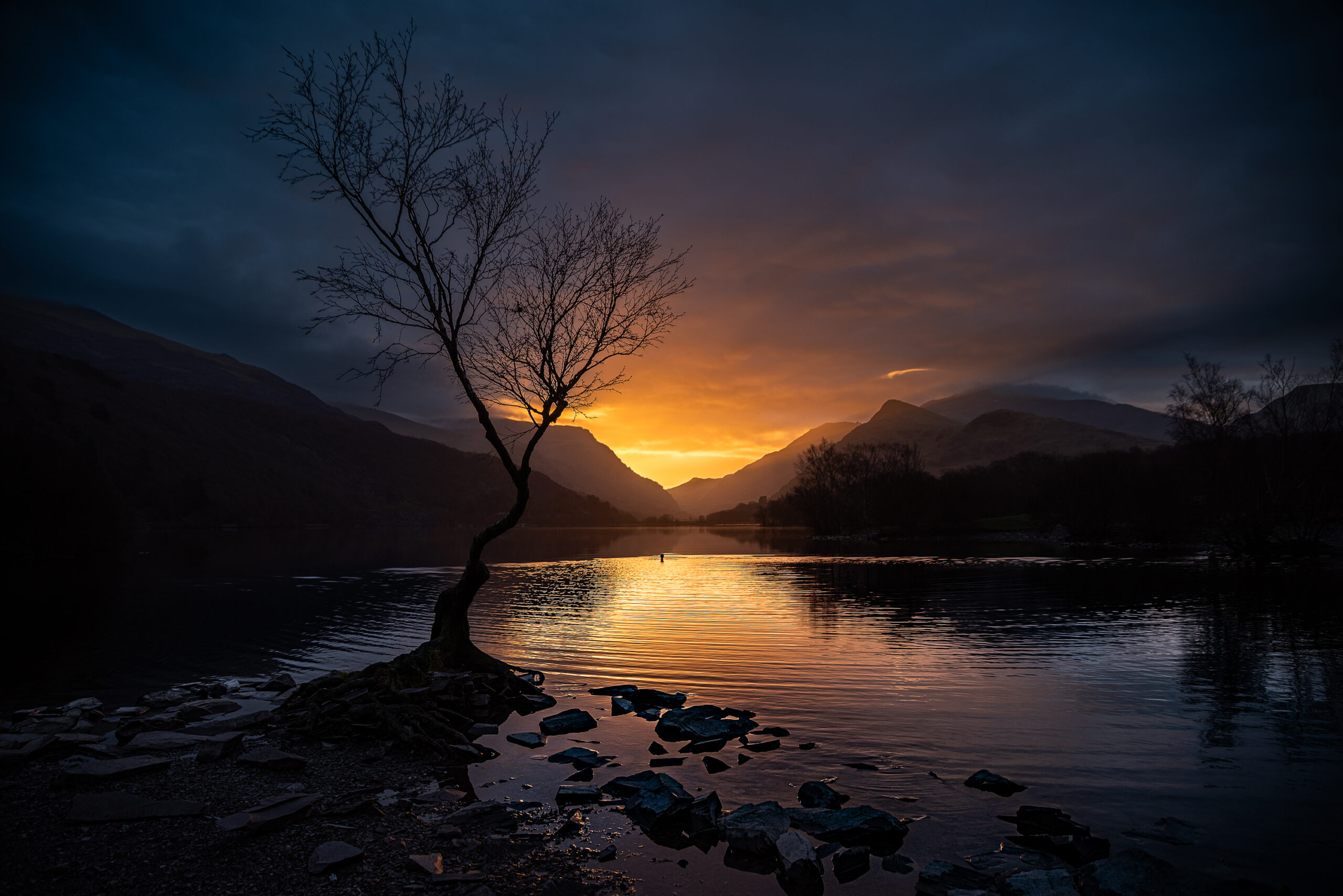 The iconic lone tree of Llyn Padarn in Snowdonia at sunrise, showing a dramatic orange sky reflecting perfectly on the calm lake water with slate rocks in the foreground.