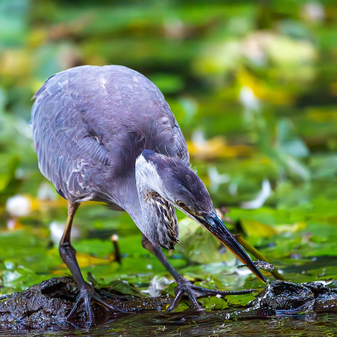 Natural World Photography A grey heron standing on a muddy bank among green lily pads, poised and peering down at a small fish in the water.