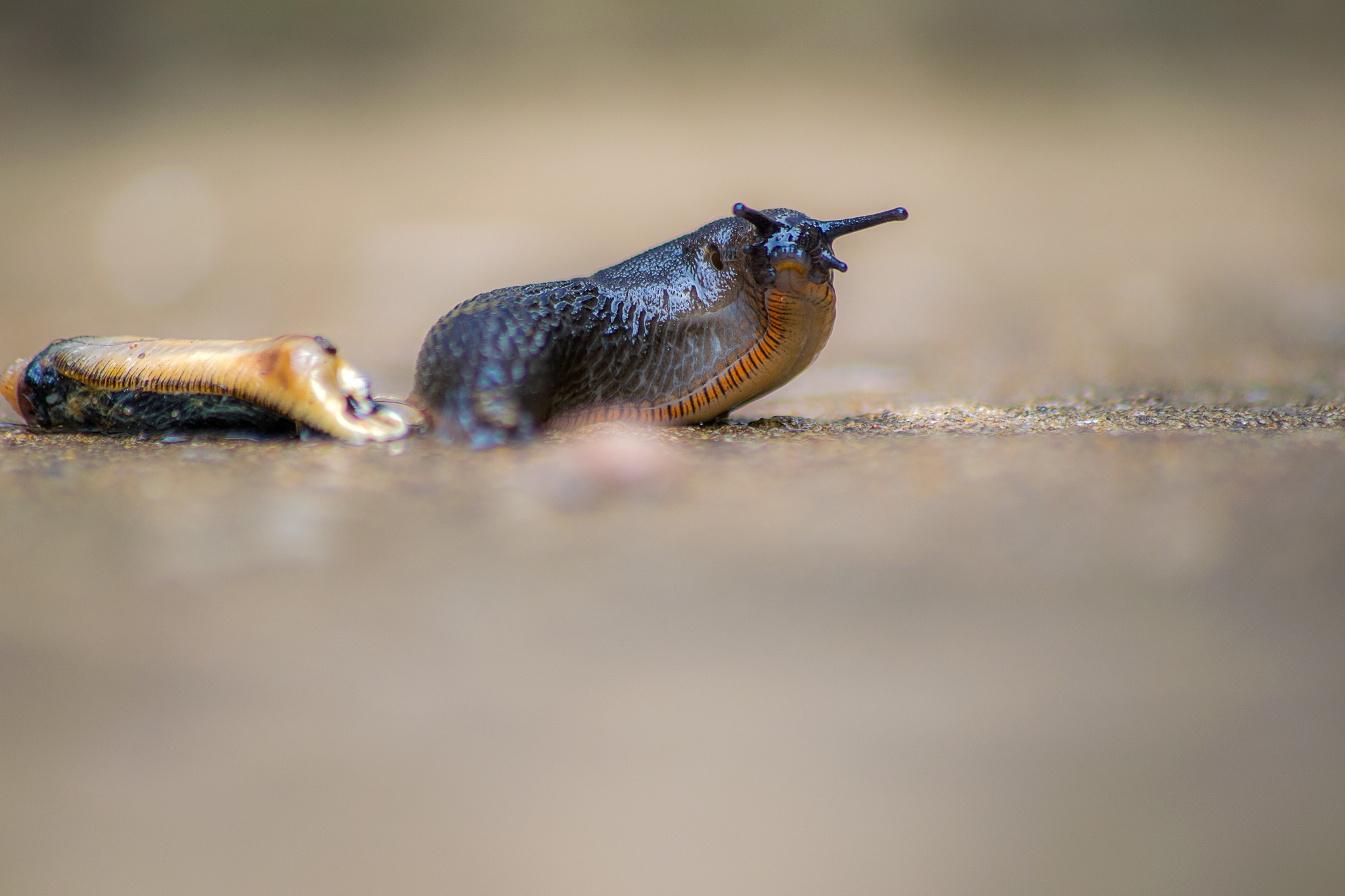a slug looks down the lens. image from dayslight sluggery by charlie hannah