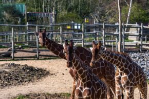 The Wild Place, Bristol - March 2022 Three giraffes standing in an enclosure with wooden fencing, looking directly toward the camera under bright daylight.