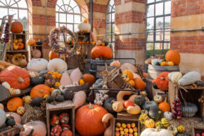 Still life photography of an abundant autumn harvest display featuring various pumpkins, gourds, and squashes arranged in a rustic brick interior with large arched windows.