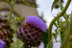 Discover detailed botanical and macro nature photography by Charlie Hannah, highlighting the vibrant purple blossom of an artichoke thistle. Macro botanical photography of a vibrant purple artichoke thistle flower blooming among its scaly bracts and green stems.