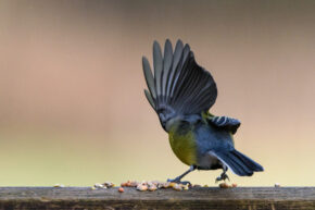 Blue tit stretching its wings and fanning feathers while feeding on seeds in the natural world